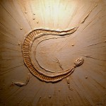 Paleon Image-Reptillis